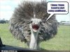 funny-animals-488.jpg