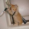 a tiny helpless kitten
