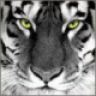 Reny